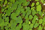 Mountain meadow-rue